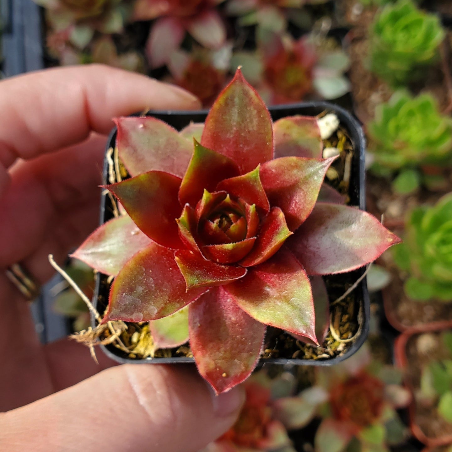 Sempervivum Sp.